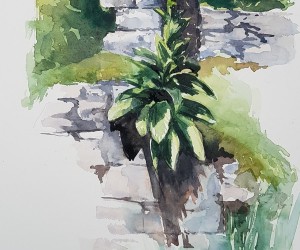 Sophie Parage artiste peintre - Bouillon blanc